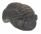 Fat Boeckops Trilobite Fossil - Rock Removed #55854-3